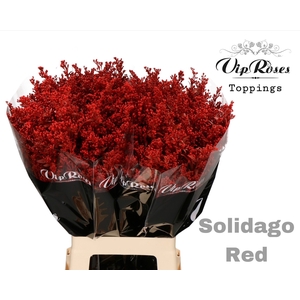 Solidago Red