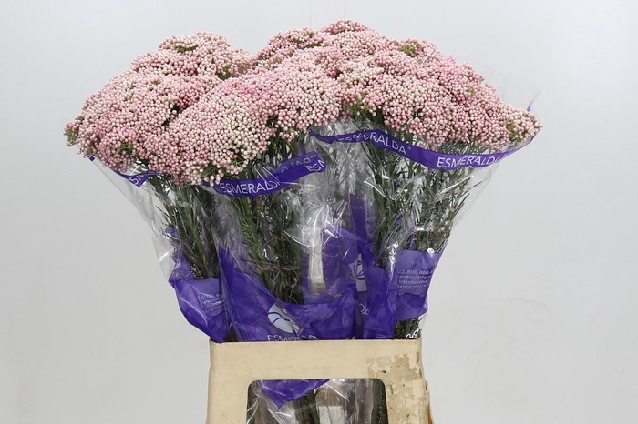 <h4>Ozothamnus Cooks Tall Pink</h4>