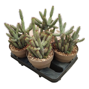 EUPHORBIA BAIOENSIS - POT Ø 16 (SUCCULENTEN)