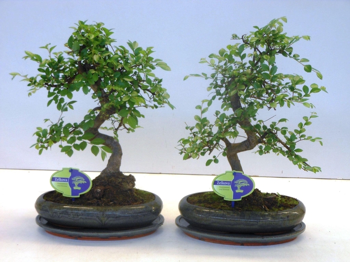<h4>Zelkova parvifolia, 24cm., shape, with driptray</h4>