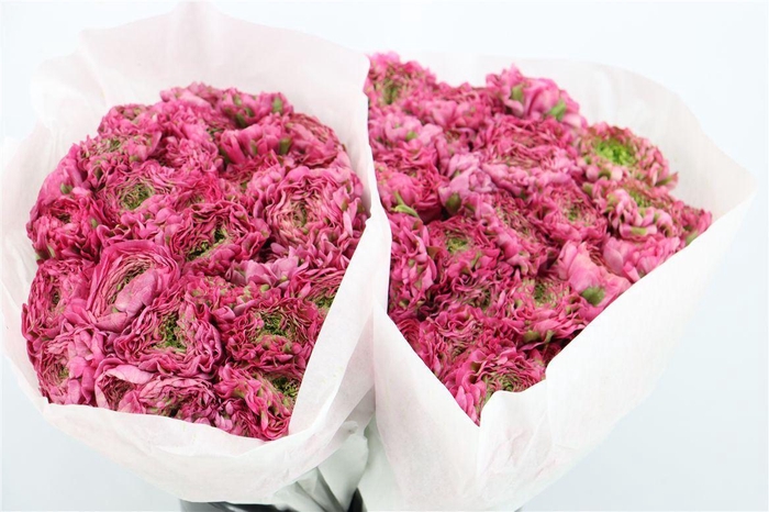 <h4>Ran Ponpon Ex Fanny</h4>