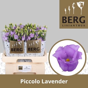 Eus E Picco Lavender