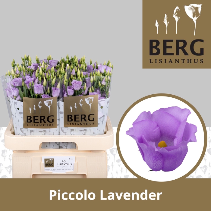 <h4>Eus E Picco Lavender</h4>