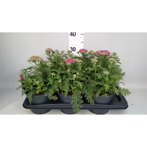 Achillea millef.