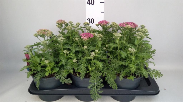 <h4>Achillea millef.</h4>