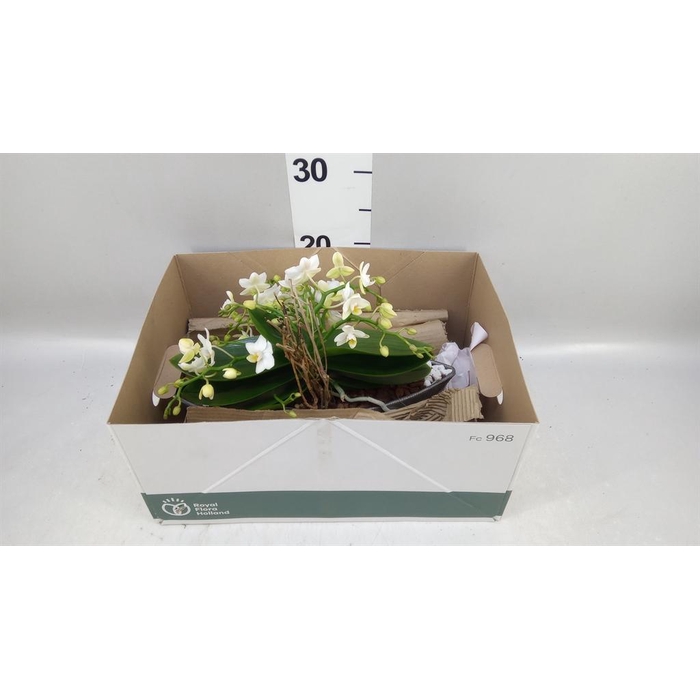 <h4>Arr.    Planten  H%</h4>