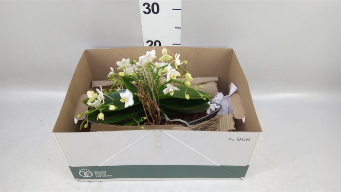 Arr.    Planten  H%