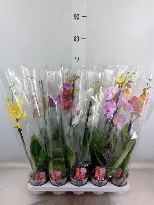 <h4>Phalaenopsis   ...mix</h4>