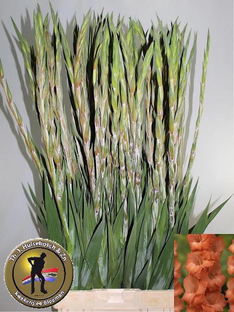 <h4>GLAD GR LUCIFER</h4>