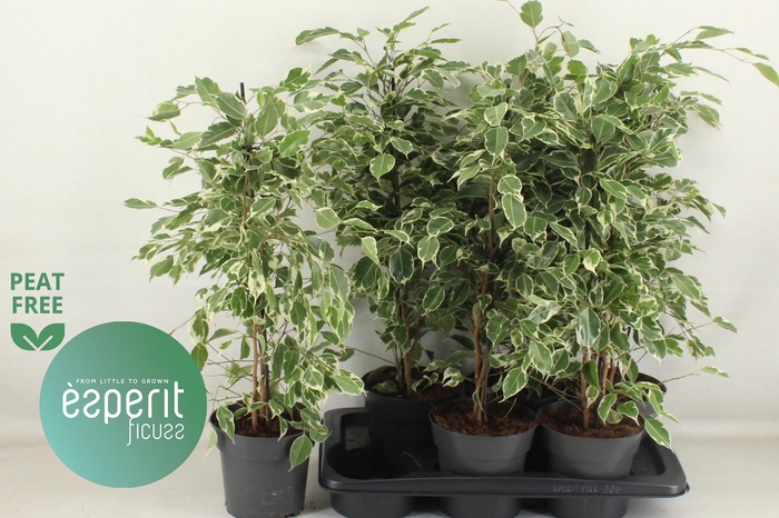 <h4>FIC BE TWILIGHT</h4>