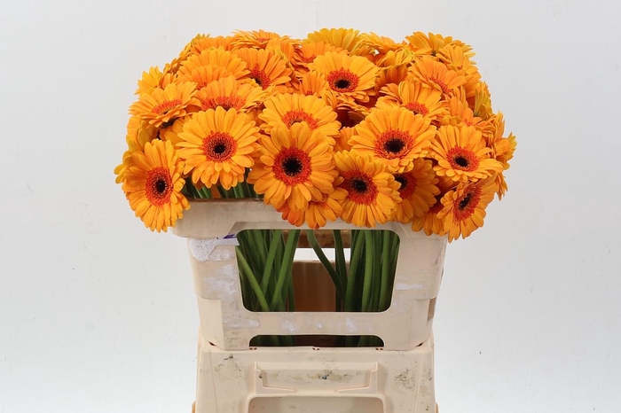 <h4>Ge Mi Decora</h4>