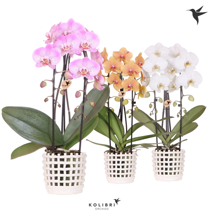 <h4>Kolibri Orchids CPhalaenopsis Cascade Niagara Fall mix 2 spike in Mesh pot white</h4>