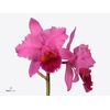 Cattleya 1 knop paars