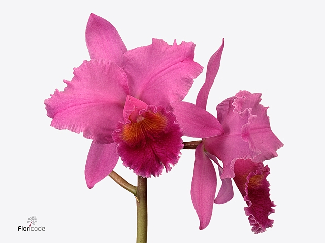 Cattleya 1 knop paars