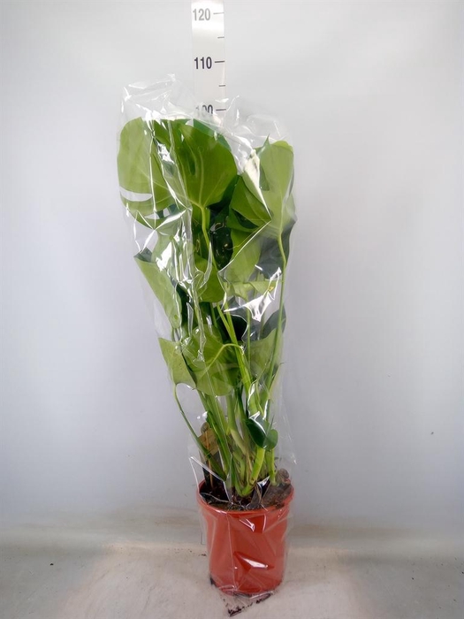 <h4>Monstera delic.</h4>