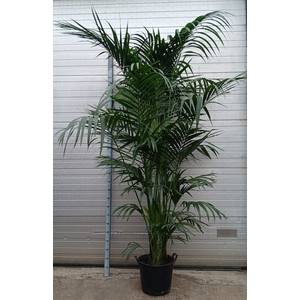HOWEA FORSTERIANA