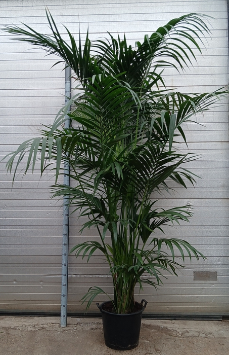 <h4>HOWEA FORSTERIANA</h4>