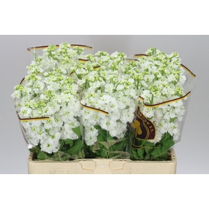Matthiola White