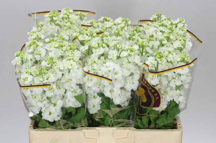 <h4>Matthiola White</h4>