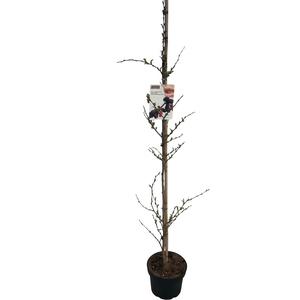 Morus rotundiloba 'Mojo Berry' 175-200 geveerd C10