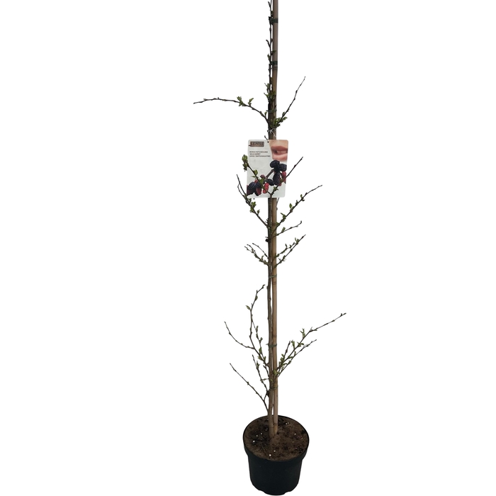 <h4>Morus rotundiloba 'Mojo Berry' 175-200 geveerd C10</h4>