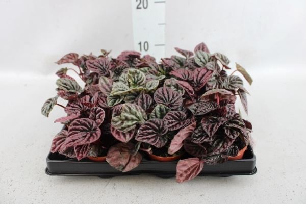 <h4>Peperomia</h4>