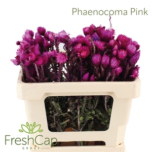 Phaenocoma Pink