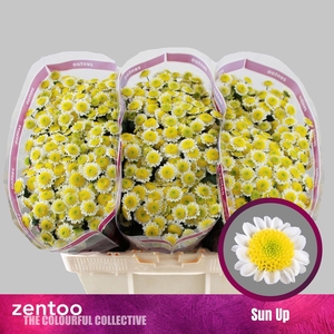 CHRYSANTHEMUM SA 'SUN UP'