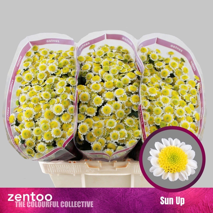 <h4>CHRYSANTHEMUM SA 'SUN UP'</h4>