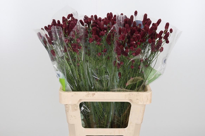 <h4>SANG OF RED DREAM</h4>