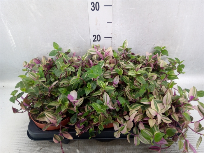 <h4>Tradescantia zabrina 'Violet Hill'</h4>