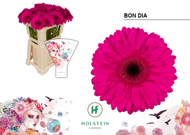 <h4>Gerbera Bon Dia Water</h4>