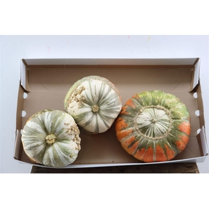 Sier Cuc P Turks Turban Mix X3
