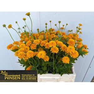 Heliopsis Hel Asahi Winsen