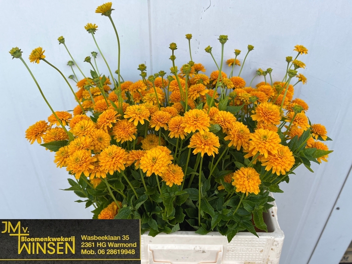 <h4>Heliopsis Hel Asahi Winsen</h4>
