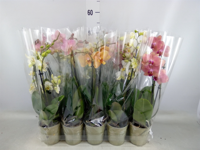 <h4>Phalaenopsis   ...mix</h4>