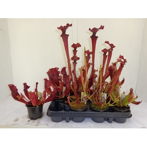 SARRACENIA OV