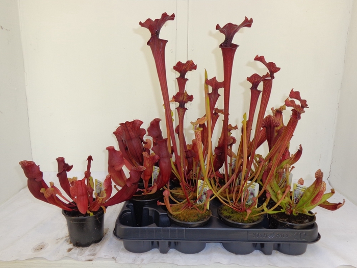 SARRACENIA OV