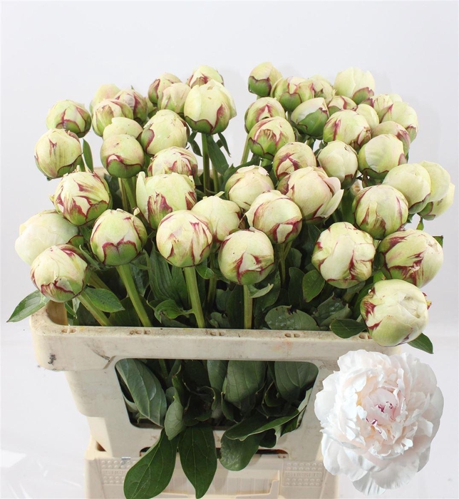 <h4>Paeo L Odile</h4>