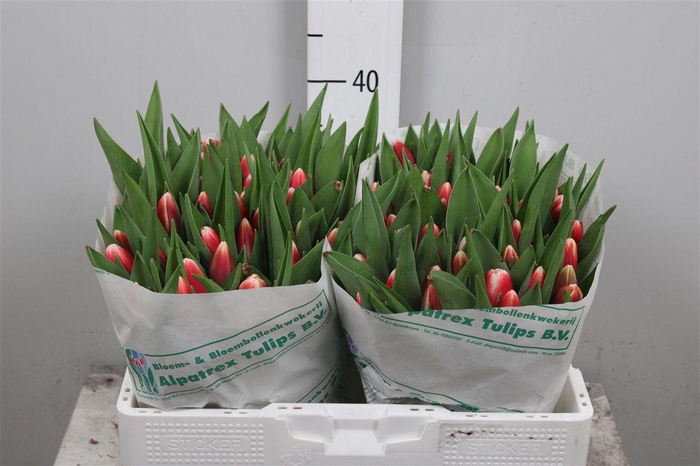 <h4>Tu En Outfit</h4>