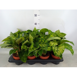 Homalomena wal. 'Camouflage'