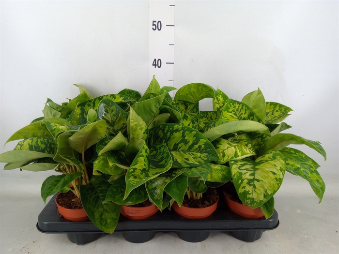 <h4>Homalomena wal. 'Camouflage'</h4>