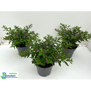 CUPH HYSSOPIFOLIA