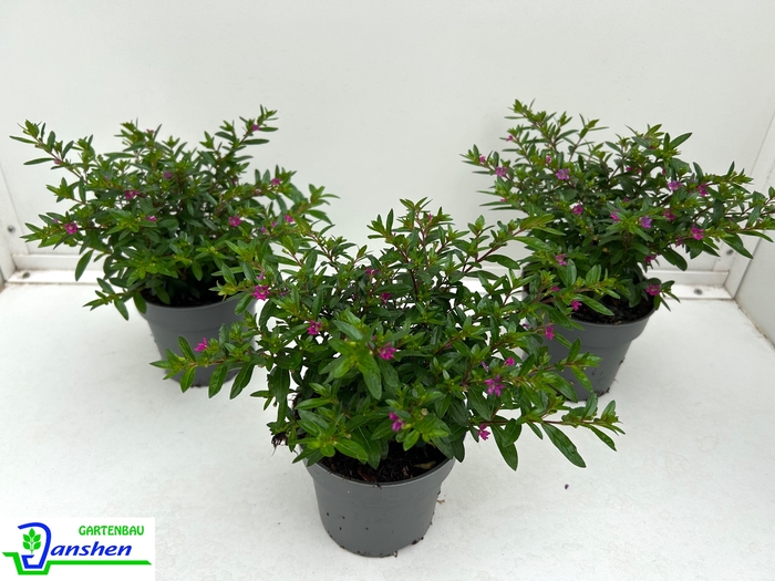 <h4>CUPH HYSSOPIFOLIA</h4>