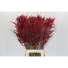 Bromelia Red Paloma