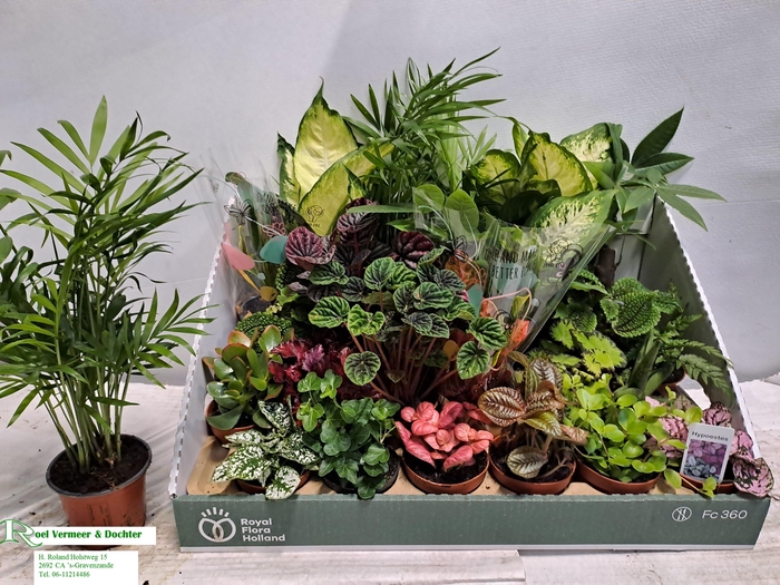 <h4>KAMERPL GEM OV</h4>