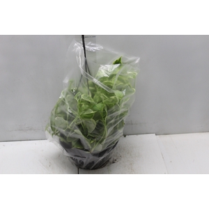 PEPEROMIA SCANDENS C21