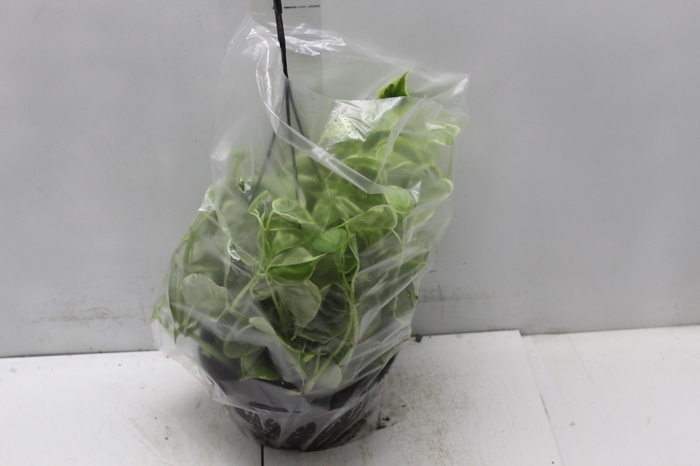 <h4>PEPEROMIA SCANDENS C21</h4>