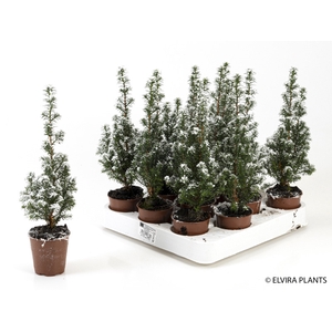 CHAMAECYPARIS THYOIDES P5.5 SNEEUW