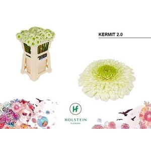 Gerbera mini Pomponi Kermit 2.0